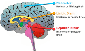 The Triune Brain Model